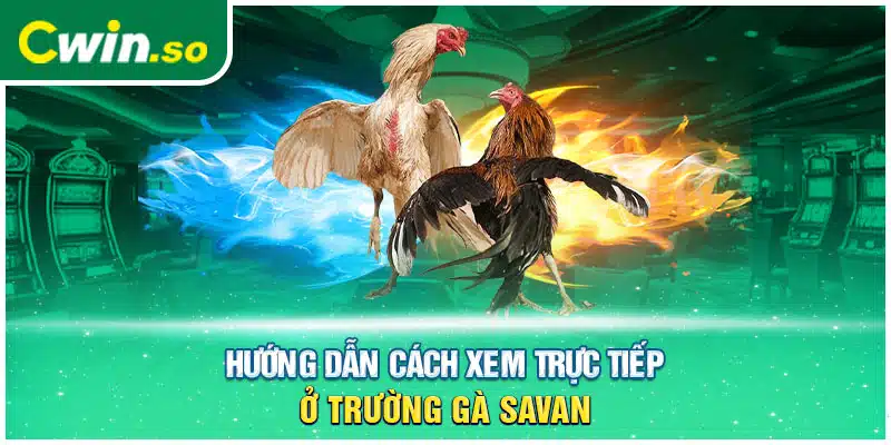 Hướng dẫn cách xem trực tiếp ở trường gà Savan 