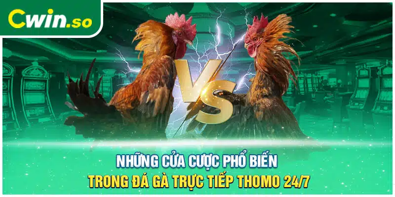 Những cửa cược phổ biến trong đá gà trực tiếp Thomo 24/7